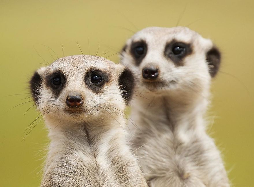 New-Wildlife-Photography-Robert-Irwin