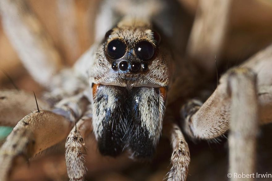 New-Wildlife-Photography-Robert-Irwin