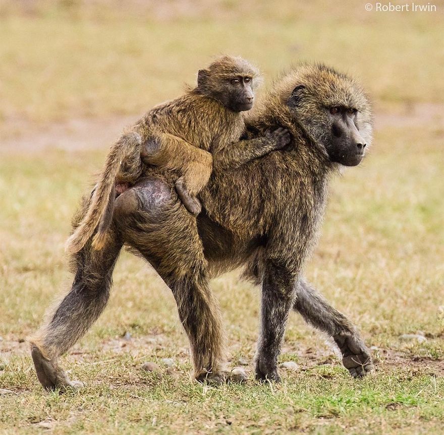 New-Wildlife-Photography-Robert-Irwin