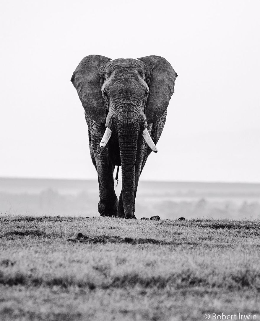 New-Wildlife-Photography-Robert-Irwin