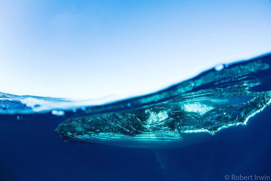 New-Wildlife-Photography-Robert-Irwin