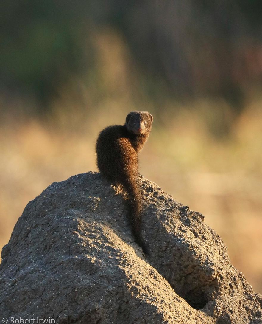 New-Wildlife-Photography-Robert-Irwin