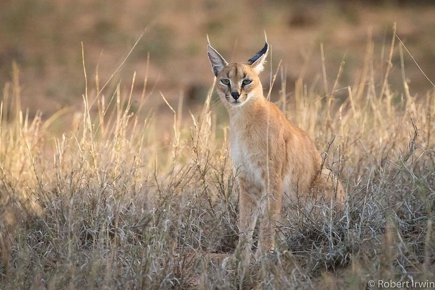 New-Wildlife-Photography-Robert-Irwin