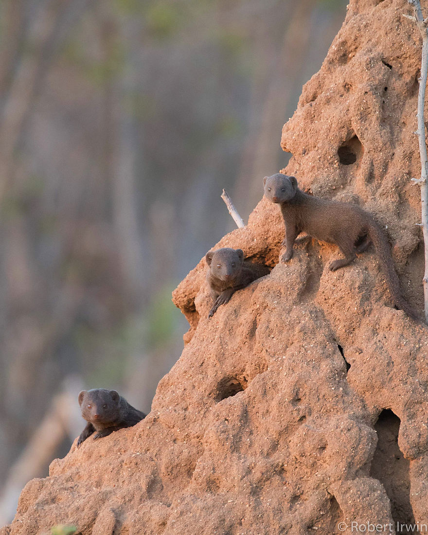 New-Wildlife-Photography-Robert-Irwin