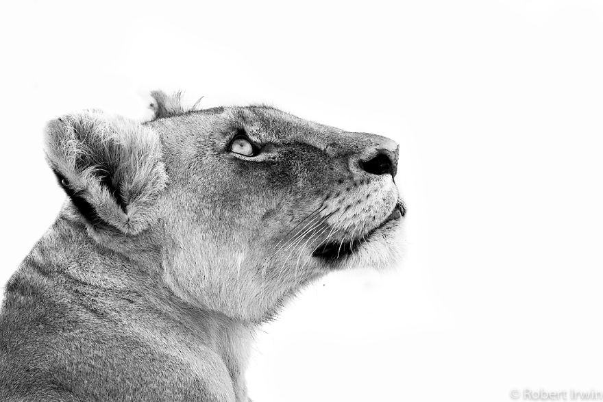 New-Wildlife-Photography-Robert-Irwin