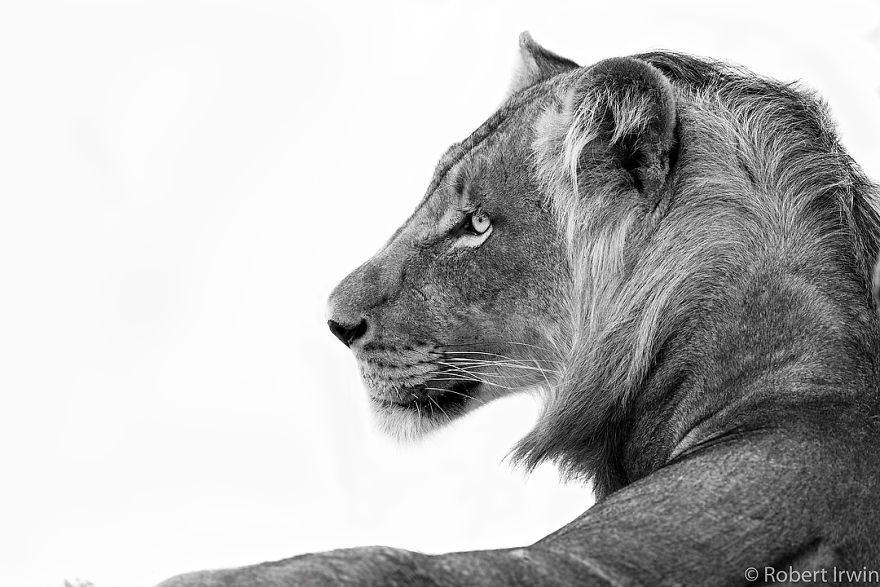 New-Wildlife-Photography-Robert-Irwin