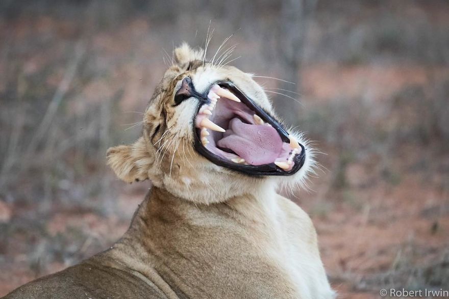 New-Wildlife-Photography-Robert-Irwin