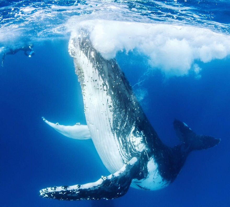 New-Wildlife-Photography-Robert-Irwin