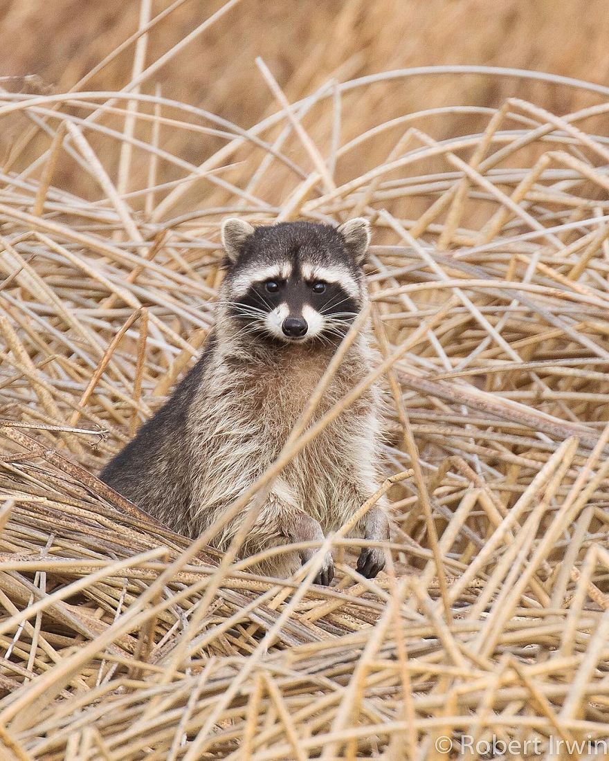 New-Wildlife-Photography-Robert-Irwin