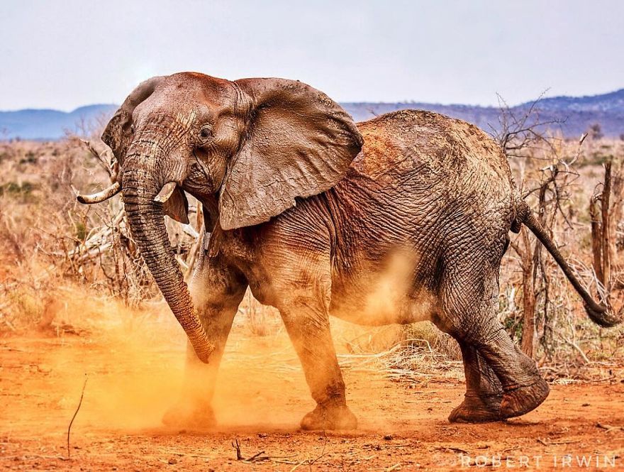 New-Wildlife-Photography-Robert-Irwin