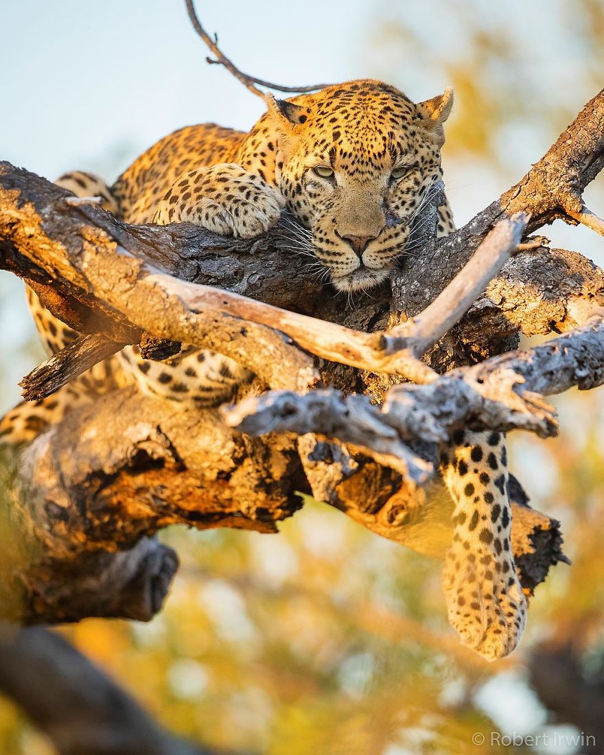 New-Wildlife-Photography-Robert-Irwin