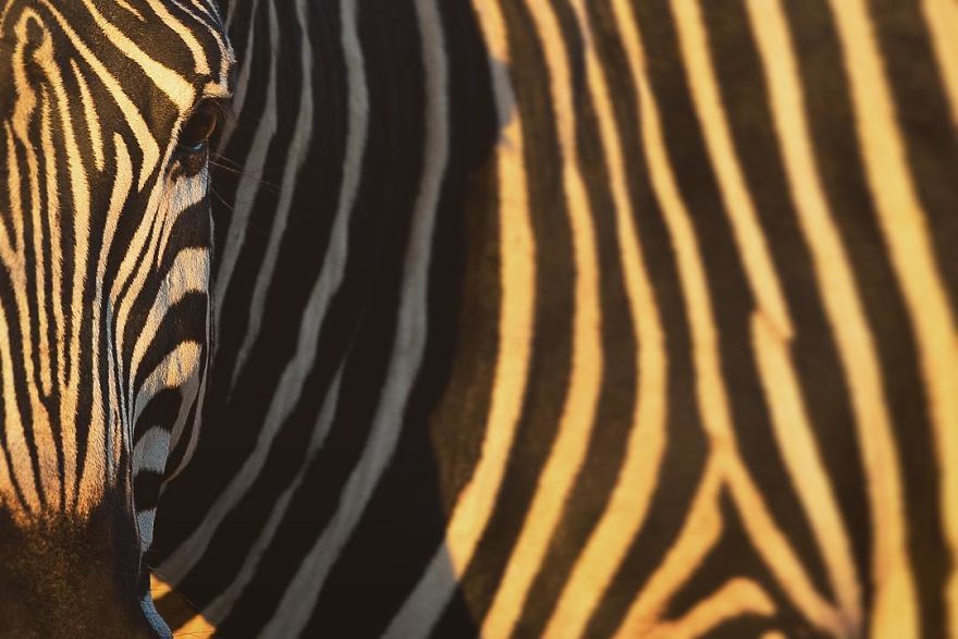 New-Wildlife-Photography-Robert-Irwin