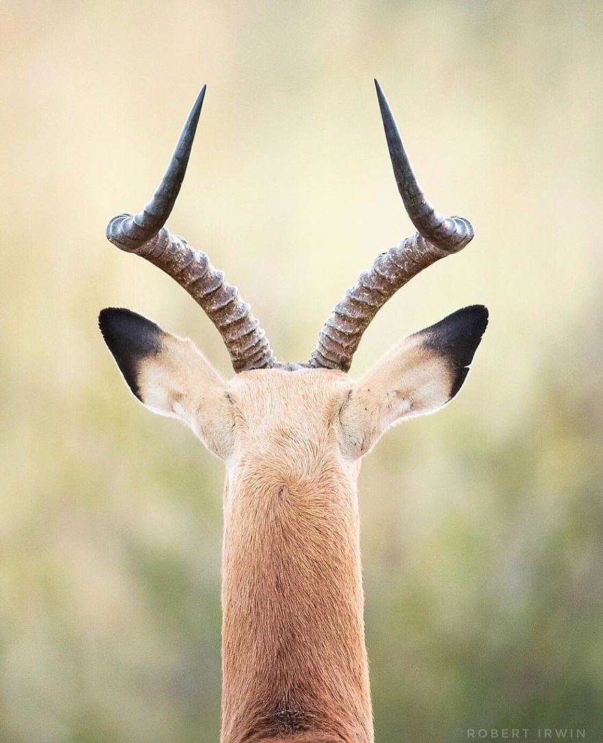 New-Wildlife-Photography-Robert-Irwin