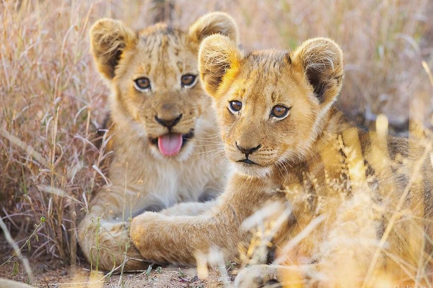 New-Wildlife-Photography-Robert-Irwin