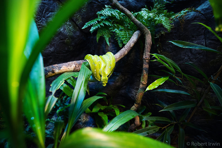 New-Wildlife-Photography-Robert-Irwin