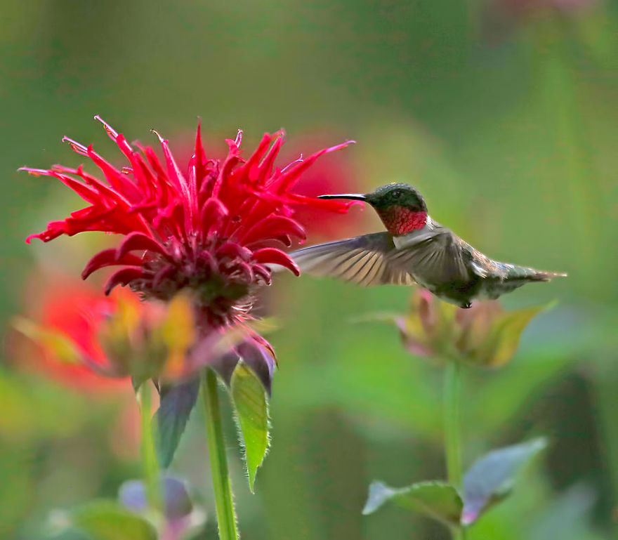 19 Things To Know About Hummingbirds 19 Things To Know About Hummingbirds