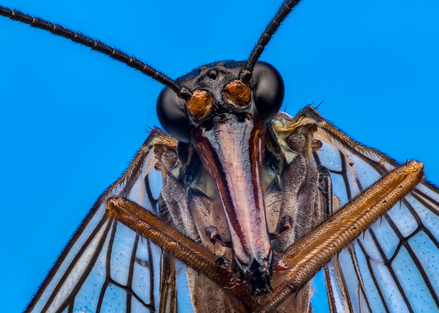 These Portraits Of Insects Will Make You Look At Them In A Whole New Light!