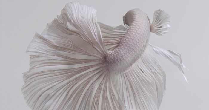 This Thai Photographer Captures Aquarium Fish Like No Other