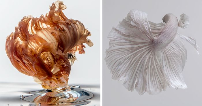 Este fotógrafo tailandés capta los peces de acuario como nadie