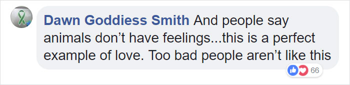 24-Year-Old Dominant Gorilla Meets A Tiny Creature In The Forest, And His Reaction Is Priceless 24-Year-Old Dominant Gorilla Meets A Tiny Creature In The Forest, And His Reaction Is Priceless