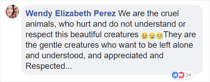 24-Year-Old Dominant Gorilla Meets A Tiny Creature In The Forest, And His Reaction Is Priceless 24-Year-Old Dominant Gorilla Meets A Tiny Creature In The Forest, And His Reaction Is Priceless