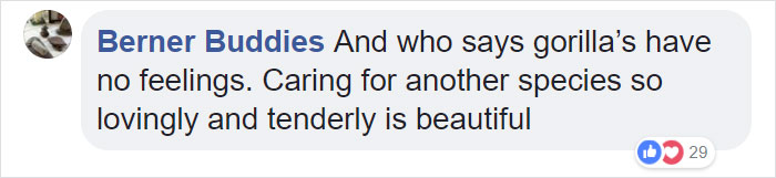 24-Year-Old Dominant Gorilla Meets A Tiny Creature In The Forest, And His Reaction Is Priceless