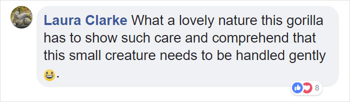 24-Year-Old Dominant Gorilla Meets A Tiny Creature In The Forest, And His Reaction Is Priceless 24-Year-Old Dominant Gorilla Meets A Tiny Creature In The Forest, And His Reaction Is Priceless