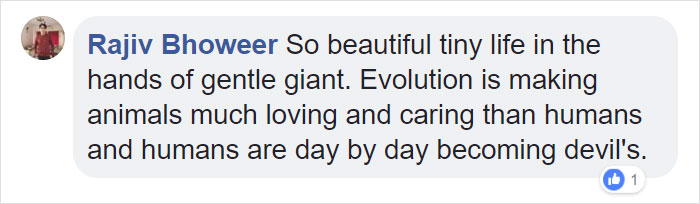 24-Year-Old Dominant Gorilla Meets A Tiny Creature In The Forest, And His Reaction Is Priceless