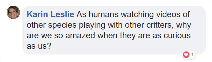 24-Year-Old Dominant Gorilla Meets A Tiny Creature In The Forest, And His Reaction Is Priceless 24-Year-Old Dominant Gorilla Meets A Tiny Creature In The Forest, And His Reaction Is Priceless