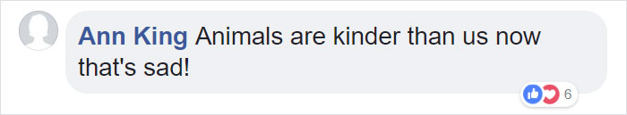 24-Year-Old Dominant Gorilla Meets A Tiny Creature In The Forest, And His Reaction Is Priceless 24-Year-Old Dominant Gorilla Meets A Tiny Creature In The Forest, And His Reaction Is Priceless