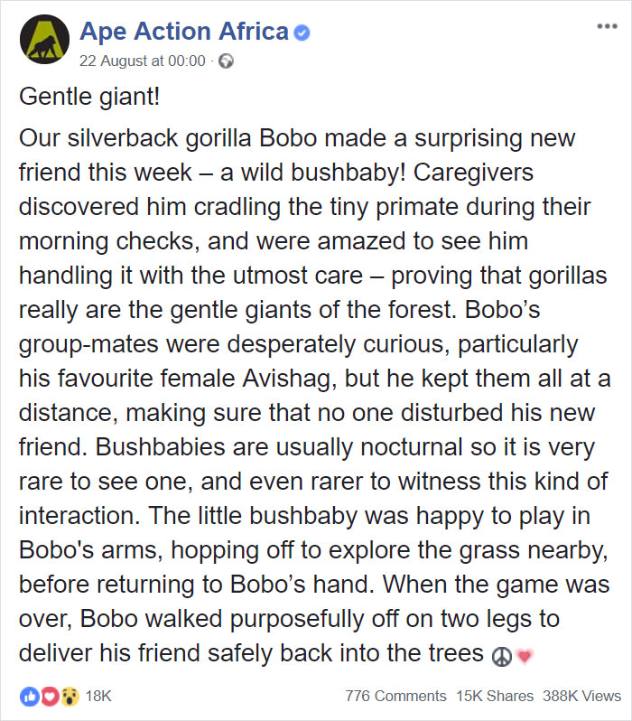 24-Year-Old Dominant Gorilla Meets A Tiny Creature In The Forest, And His Reaction Is Priceless 24-Year-Old Dominant Gorilla Meets A Tiny Creature In The Forest, And His Reaction Is Priceless