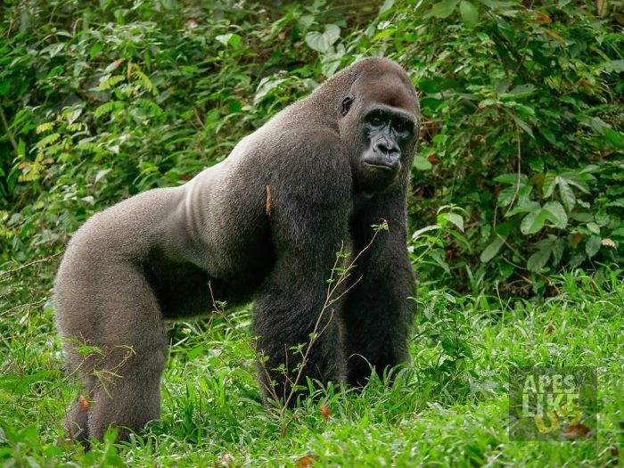 24-Year-Old Dominant Gorilla Meets A Tiny Creature In The Forest, And His Reaction Is Priceless 24-Year-Old Dominant Gorilla Meets A Tiny Creature In The Forest, And His Reaction Is Priceless