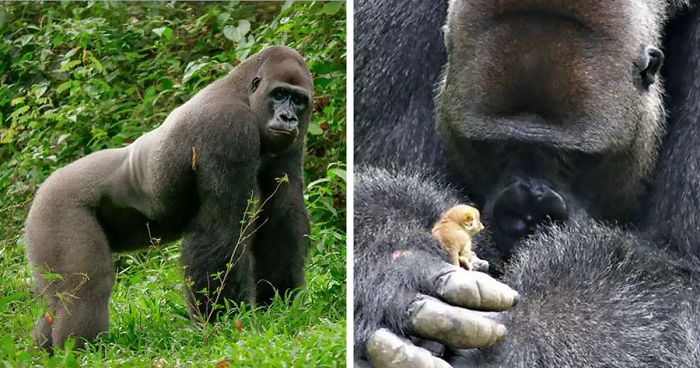 24-Year-Old Dominant Gorilla Meets A Tiny Creature In The Forest, And His Reaction Is Priceless