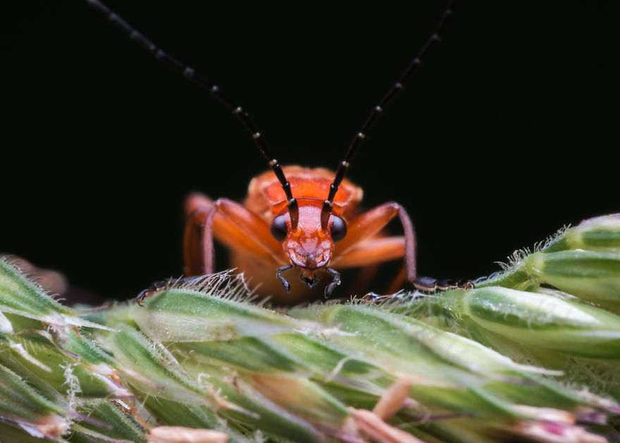 These Portraits Of Insects Will Make You Look At Them In A Whole New Light!