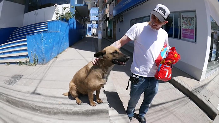 Steve-O Found A Stray Dog On The Streets Of Peru, Washed Her And They Became Best Friends