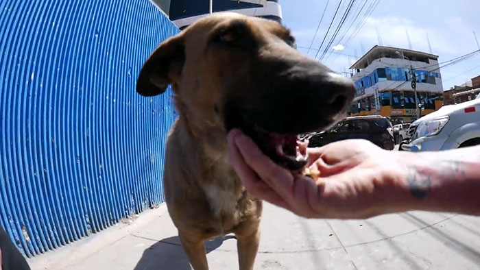 Steve-O Found A Stray Dog On The Streets Of Peru, Washed Her And They Became Best Friends