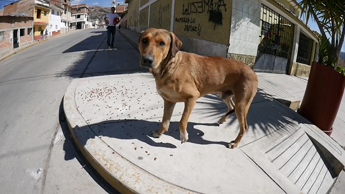 Steve-O Found A Stray Dog On The Streets Of Peru, Washed Her And They Became Best Friends