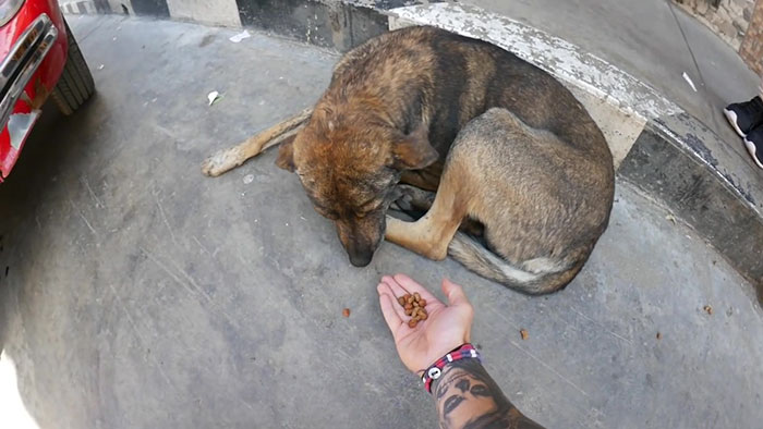 Steve-O Found A Stray Dog On The Streets Of Peru, Washed Her And They Became Best Friends Steve-O Found A Stray Dog On The Streets Of Peru, Washed Her And They Became Best Friends