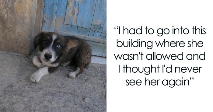 Steve-O Found A Stray Dog On The Streets Of Peru, Washed Her And They Became Best Friends