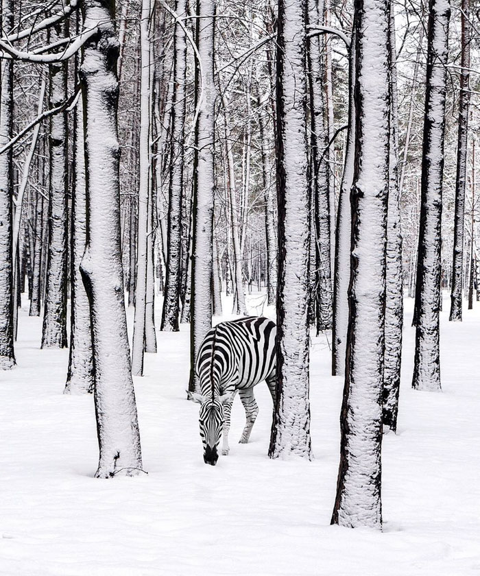 Surreal-Digital-Art-Photography-Photo-Manipulation-Robert-Jahns