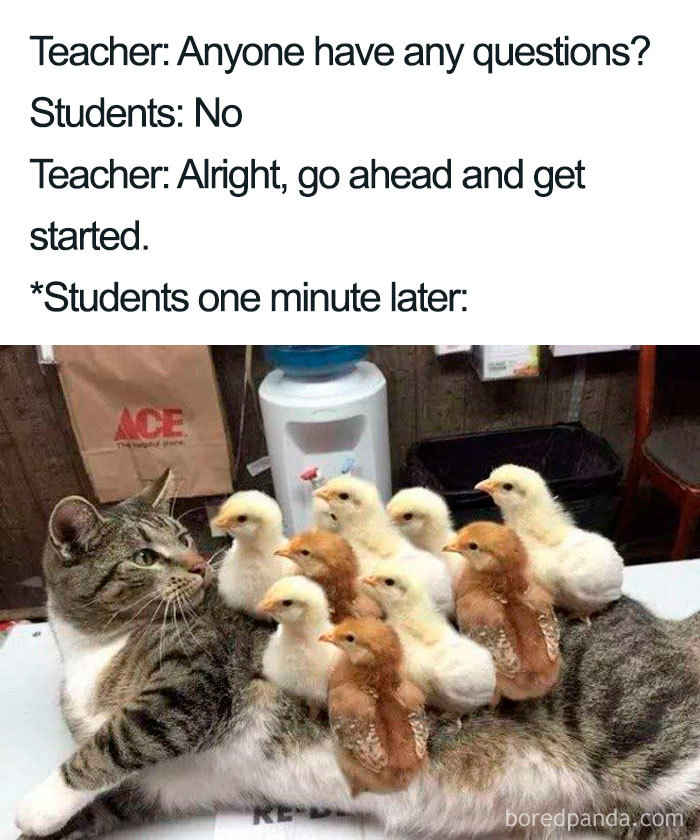 Cat surrounded by chicks, embodying educators' challenges in a humorous meme setting.