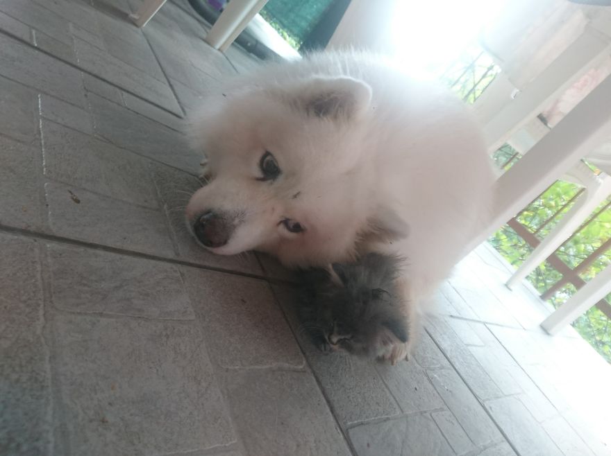 Rescued An Abandoned Kitten Left By The Road - My Dog Is A Big Fan So Far Rescued An Abandoned Kitten Left By The Road - My Dog Is A Big Fan So Far