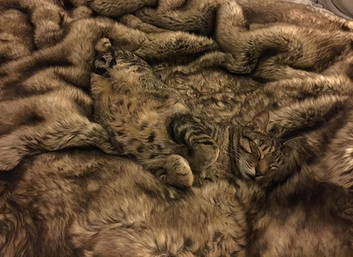 Camouflage Level: Expert