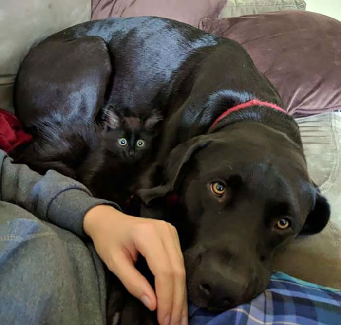 Meet Luke, Our Kitten Who Knows How To Expertly Camouflage