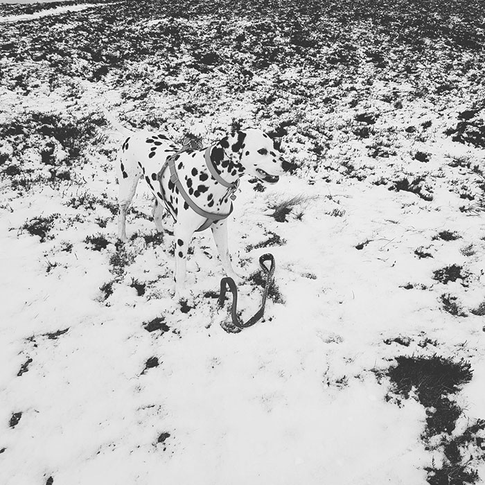 Can You Spot Him?? Lost Dalmatian At The Top Of Knocknarea, Sligo