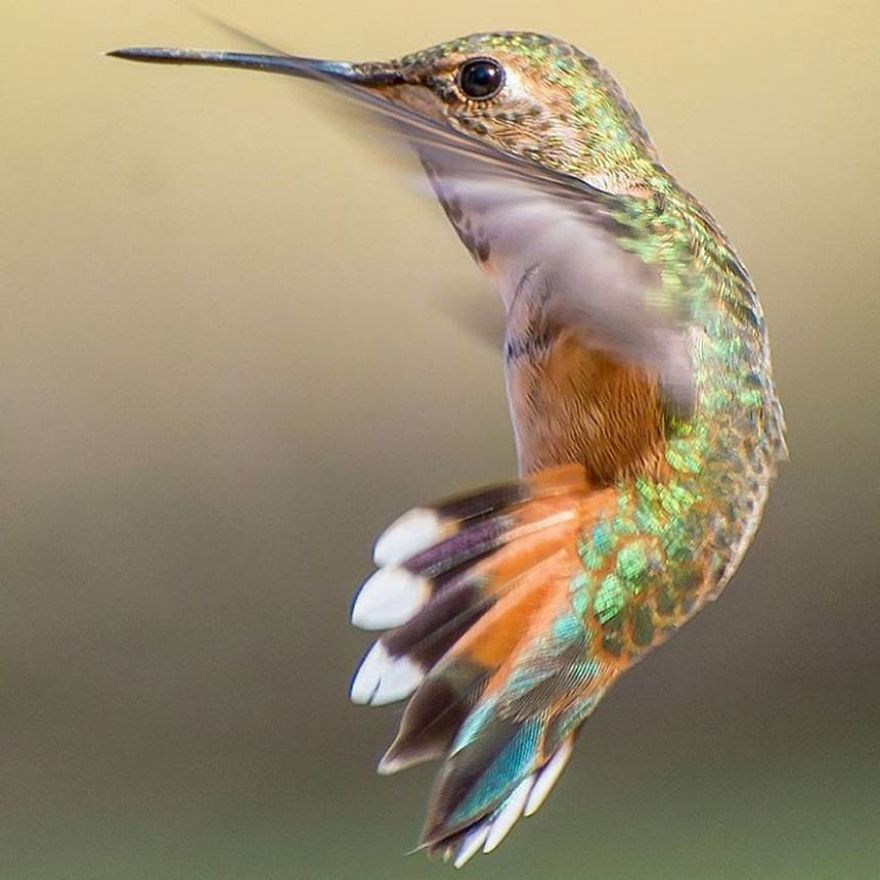 19 Things To Know About Hummingbirds