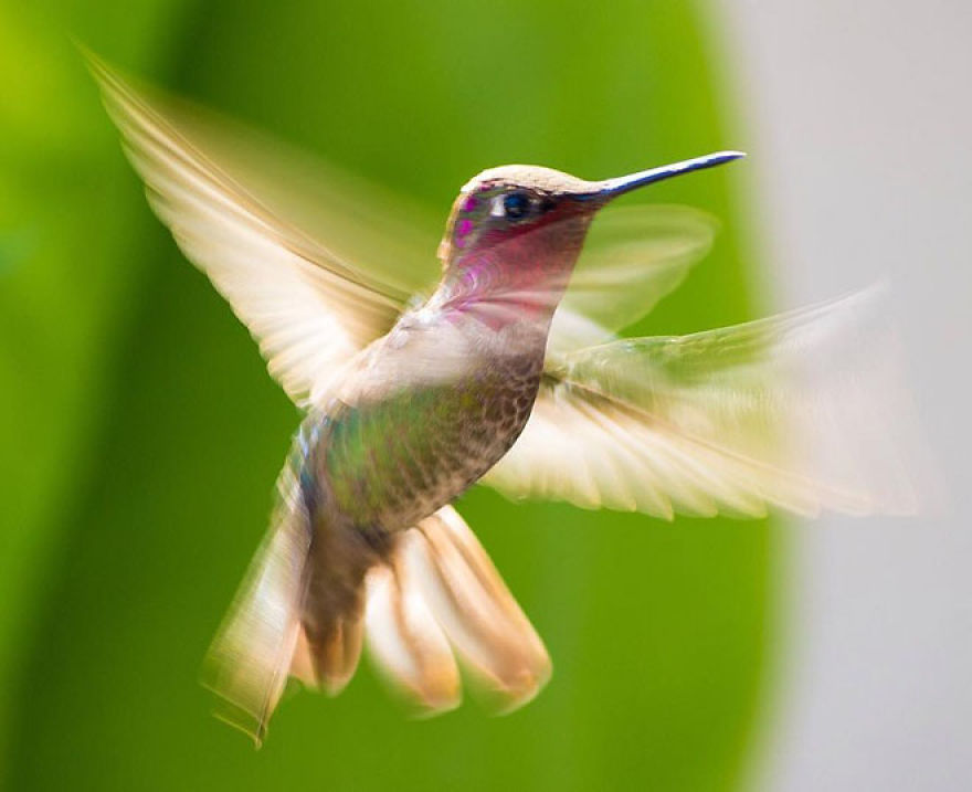 19 Things To Know About Hummingbirds