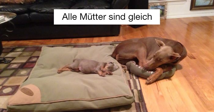 Du wirst Dich freuen wie verrückt, wenn Du diese 287 wundervollen Bilder siehst