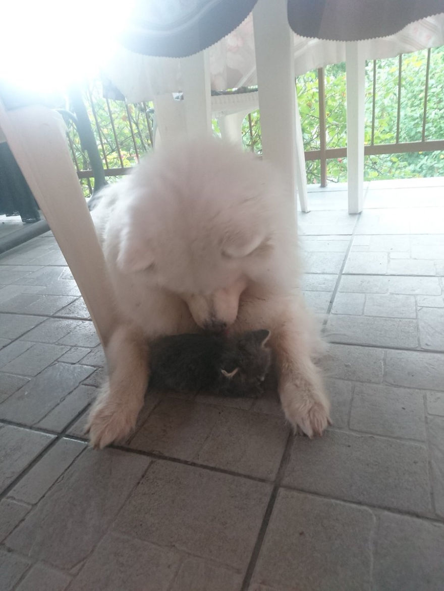 Rescued An Abandoned Kitten Left By The Road - My Dog Is A Big Fan So Far Rescued An Abandoned Kitten Left By The Road - My Dog Is A Big Fan So Far