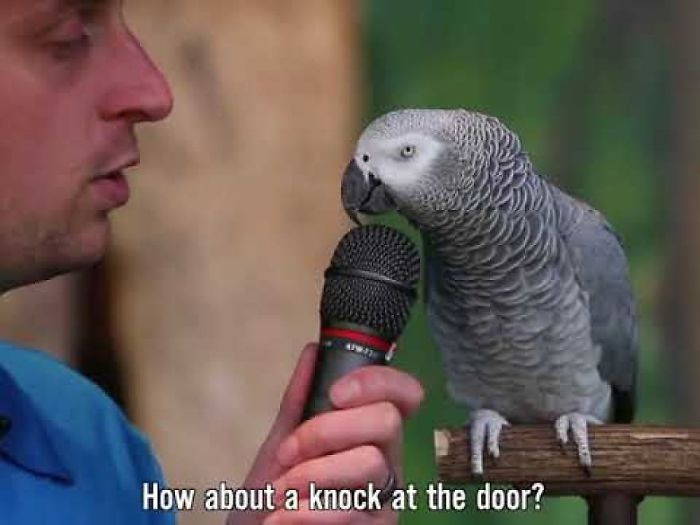 This Parrot Does The Most Incredible Impressions!